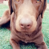 Entry image for Koda