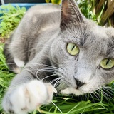 Entry image for Princess Siranna Greedy Jane