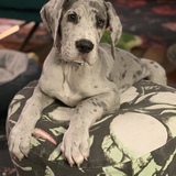 Entry image for Murphy 