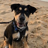 Entry image for Sophie