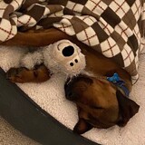 Entry image for Bailey