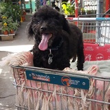 Entry image for Bella