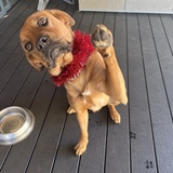 Entry image for Nala