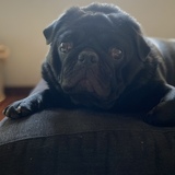 Entry image for Louis V Collins