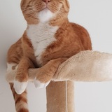 Entry image for Pepper