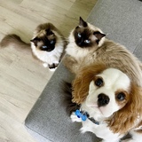 Entry image for Blu, Chloe & Oscar