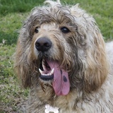 Entry image for Trixie