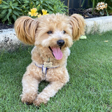 Entry image for Oakley