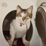 Entry image for Tigger