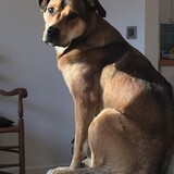 Entry image for Honey