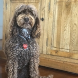 Entry image for Jazz