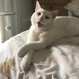 Entry image for Monty