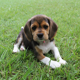 Entry image for Mabel