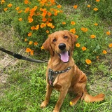 Entry image for Harley