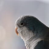 Entry image for Meeko