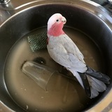 Entry image for Rudi