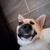 Entry image for Echo