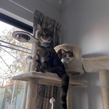 Entry image for Bashful and Happy 