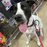 Entry image for Busta