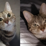 Entry image for Tyler