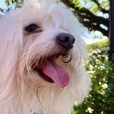 Entry image for Rocket