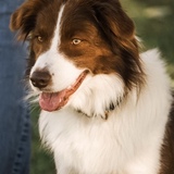 Entry image for Jasper