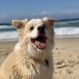 Entry image for Buddy