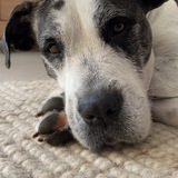 Entry image for Toolah