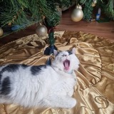 Entry image for Jasper Lake 