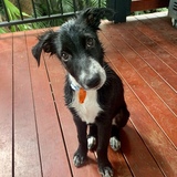 Entry image for ARCHIE