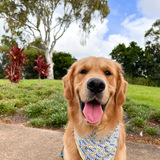 Entry image for Arlo