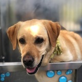 Entry image for Honey