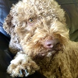 Entry image for Juno