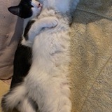 Entry image for Sushi & Tommy