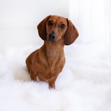 Entry image for Dolly