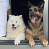 Entry image for Ziggi and Rexy 