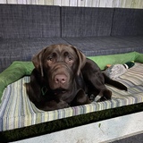 Entry image for Bear