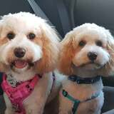 Entry image for Hazel and Louie