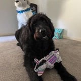 Entry image for Frankie