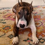 Entry image for Omen