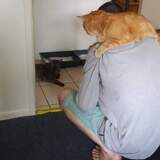 Entry image for Oscar