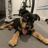 Entry image for Milo