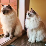 Entry image for Euey & Milky