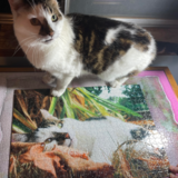 Entry image for Charlie