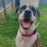 Entry image for Tiki