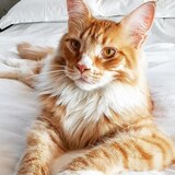 Entry image for Chester