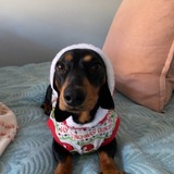 Entry image for Snoopy 