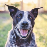 Entry image for Harper