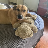 Entry image for Maisie 