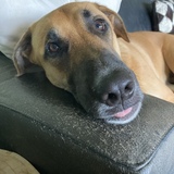 Entry image for Teddy Bear